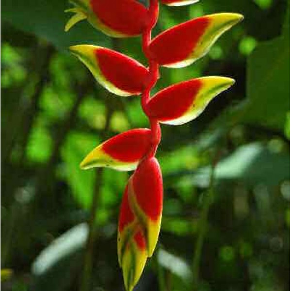 Heliconia Waghneria Plant